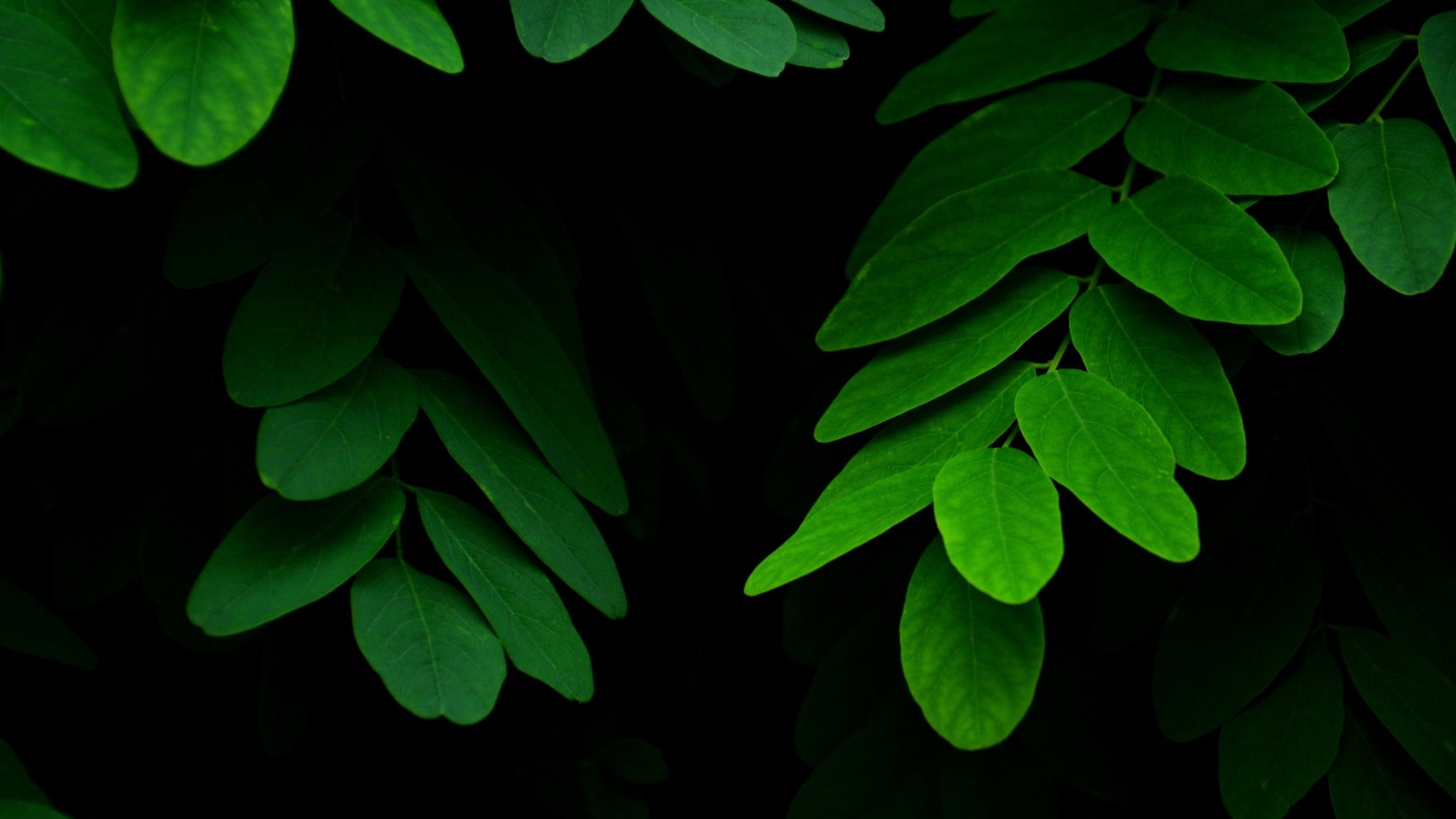 Green Leaves 4k Ultra HD Wallpaper | Background Image | 3840x2160