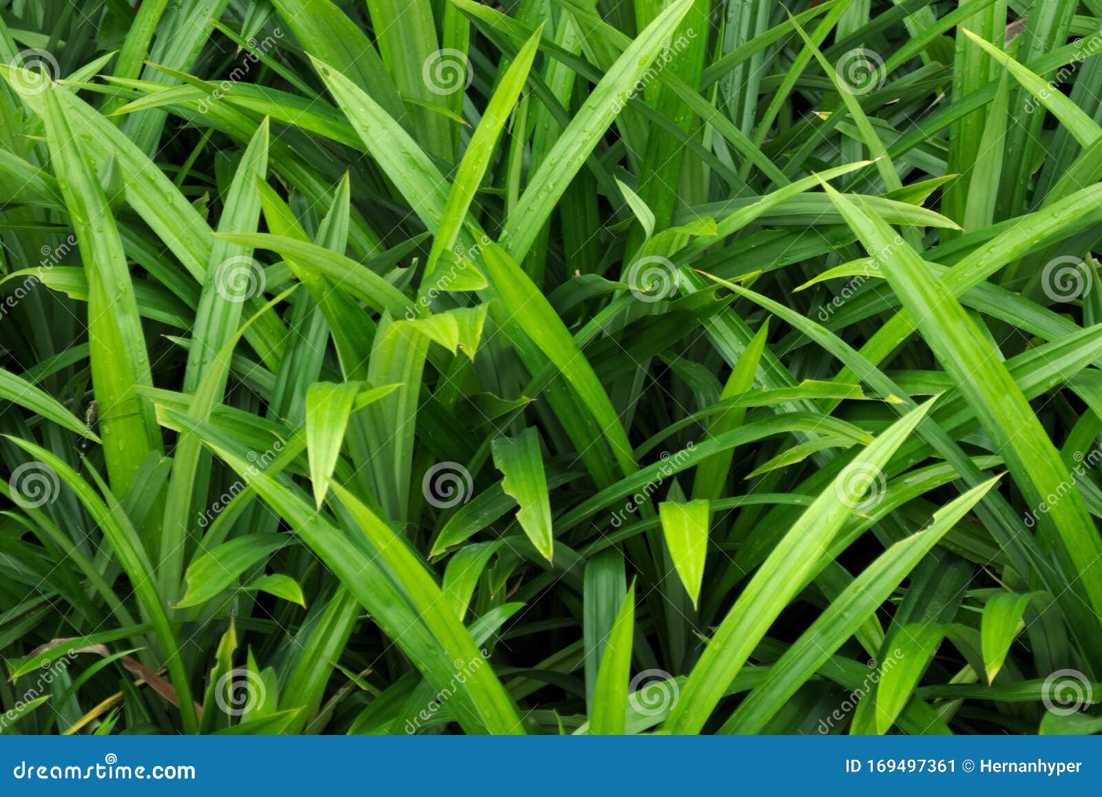 Lush, Vivid Green Grass, Close Up Detail. Useful As Background. Stock