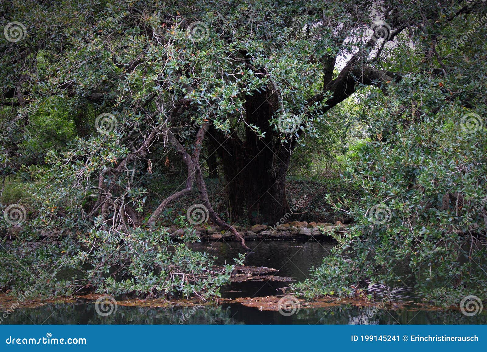 This Old Oak Tree is Embracing the Water Stock Image - Image of