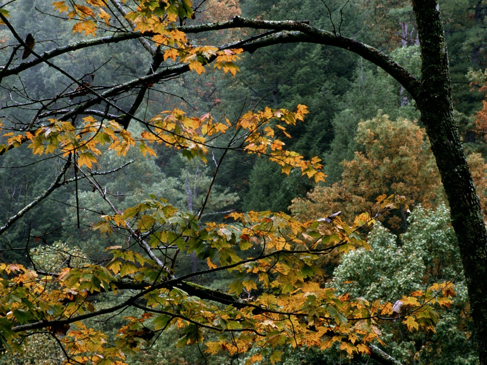 trees, autumn, branches Wallpaper, HD Nature 4K Wallpapers, Images