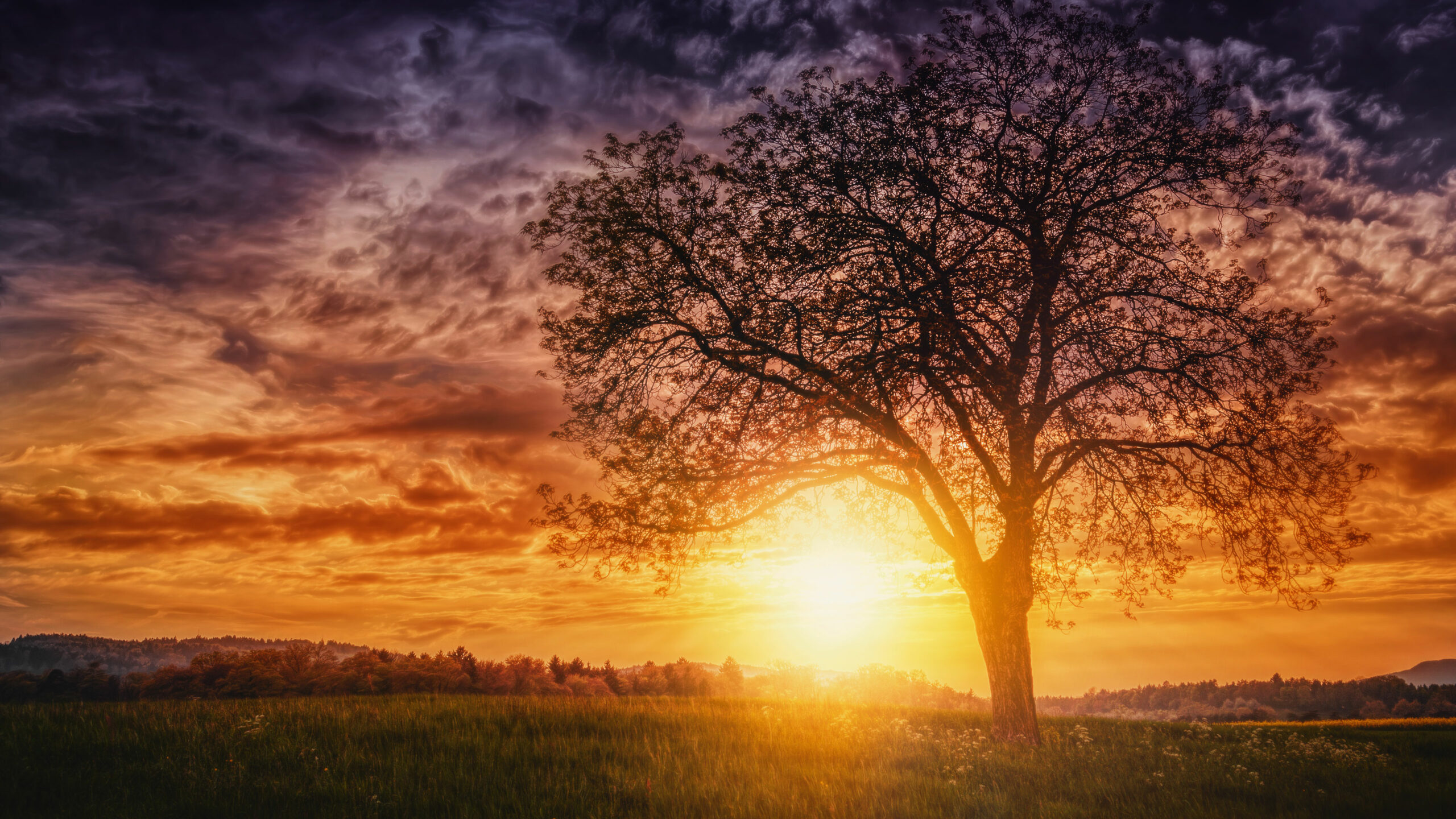 1360x768 Sunset Nature Trees Laptop HD HD 4k Wallpapers, Images
