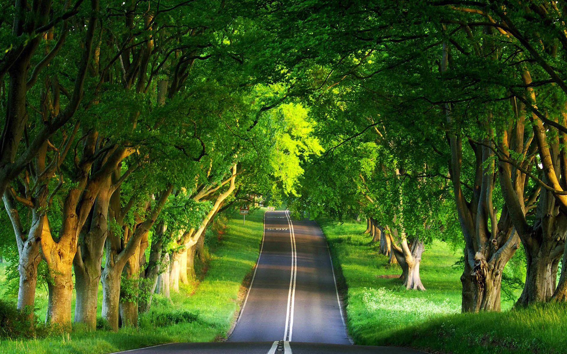 Tree Lined Road In Summer