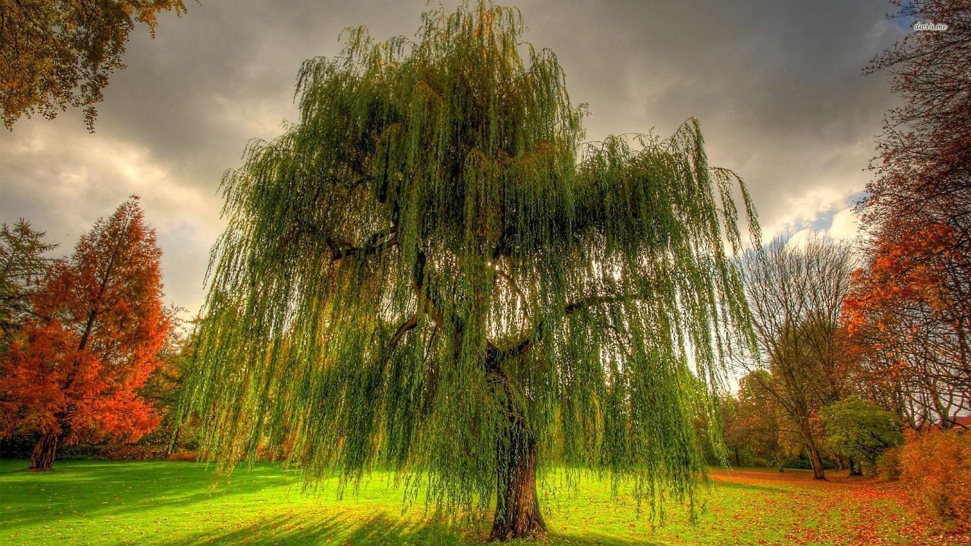 Willow Tree Wallpapers - Top Free Willow Tree Backgrounds - WallpaperAccess
