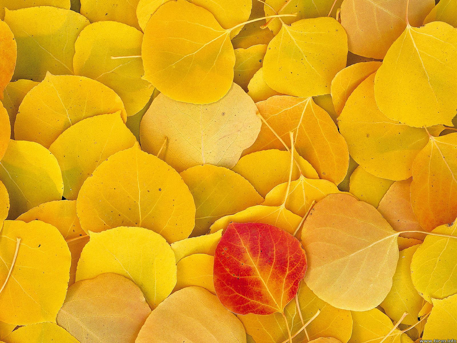 Aspen Leaves, Eastern Sierra, California | Autumn leaves wallpaper