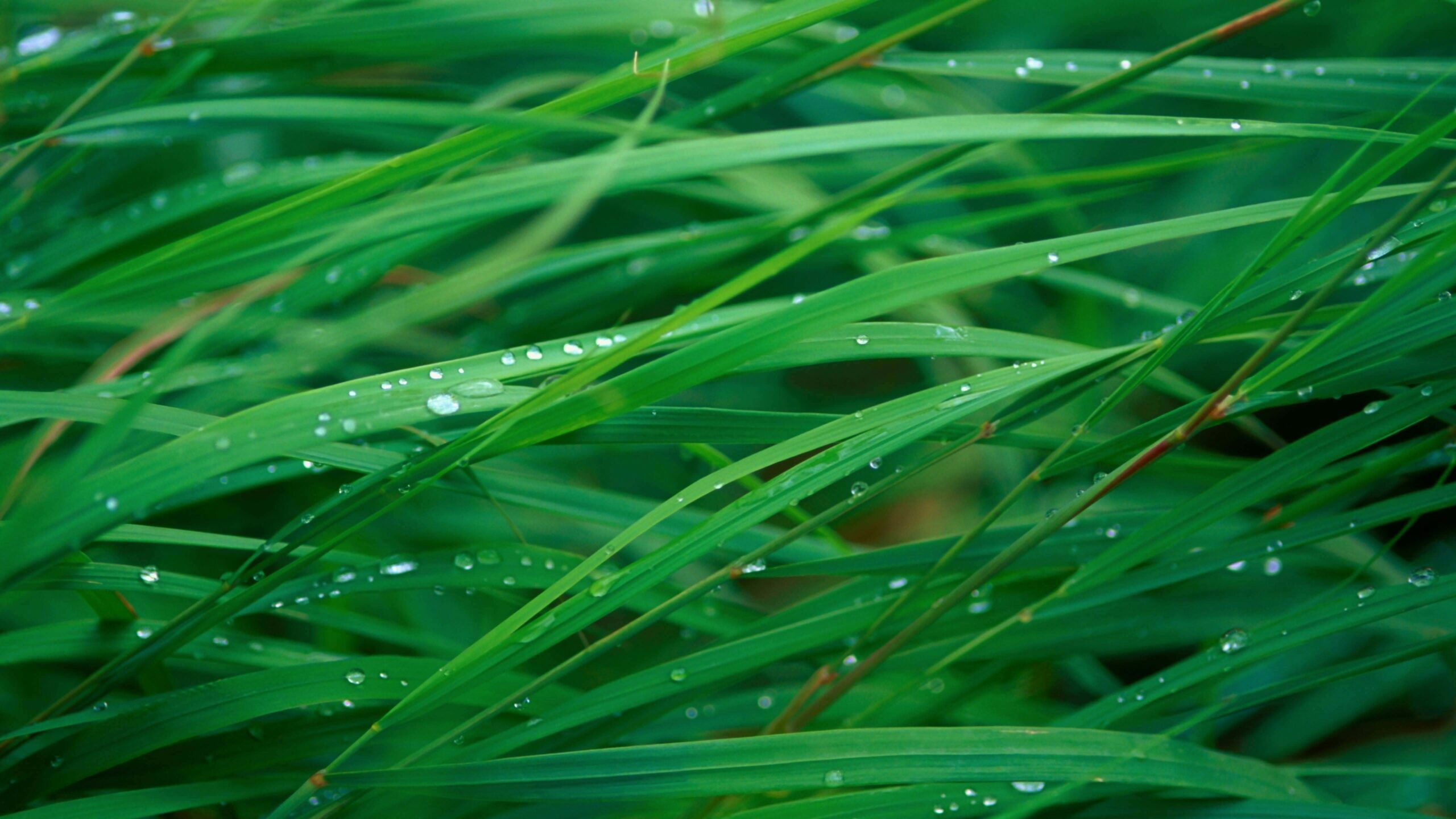 Download Green Blades Of Grass HD wallpaper for 4K 3840 x 2160