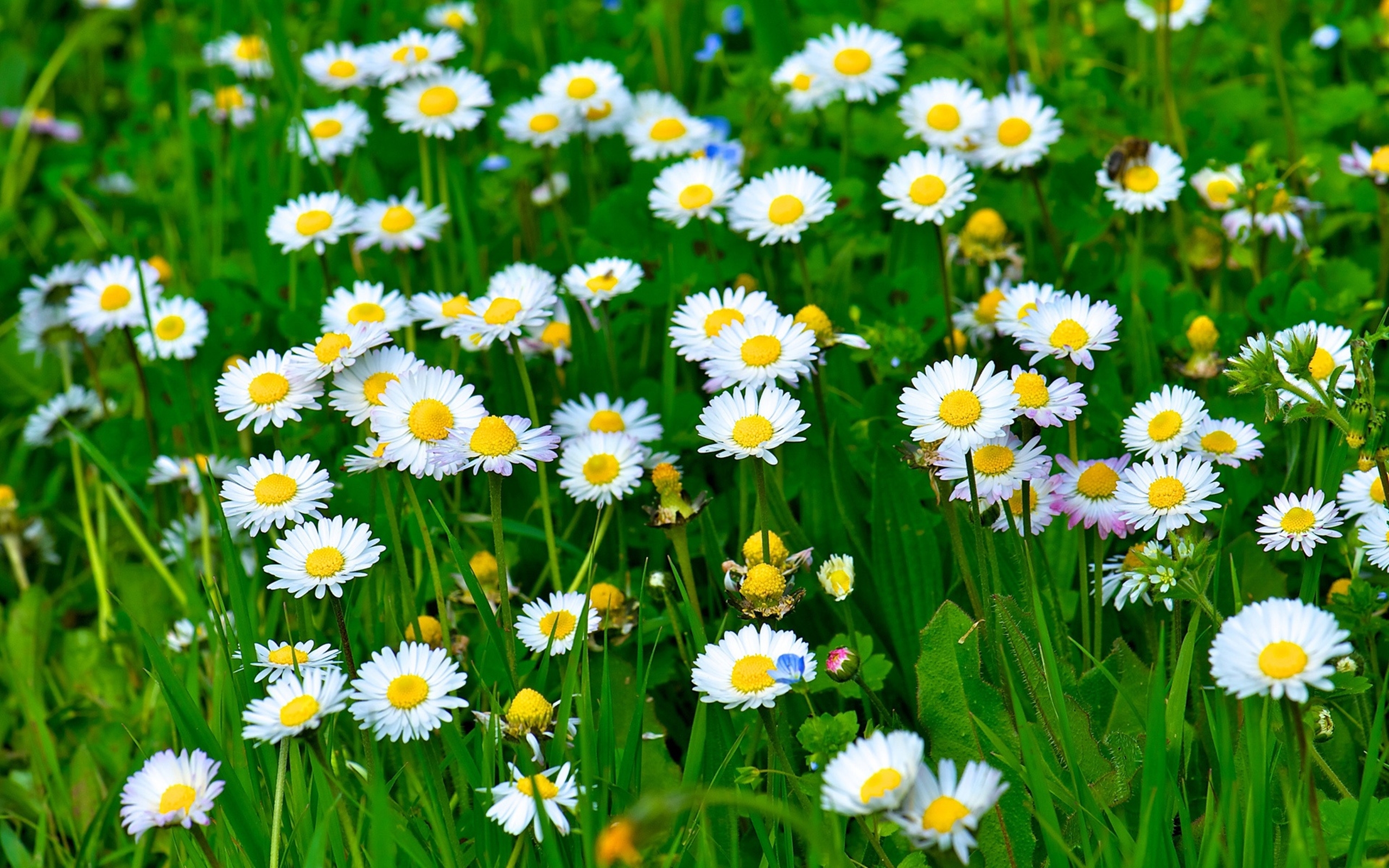White Daisies in the Grass HD Wallpaper | Background Image | 2560x1600