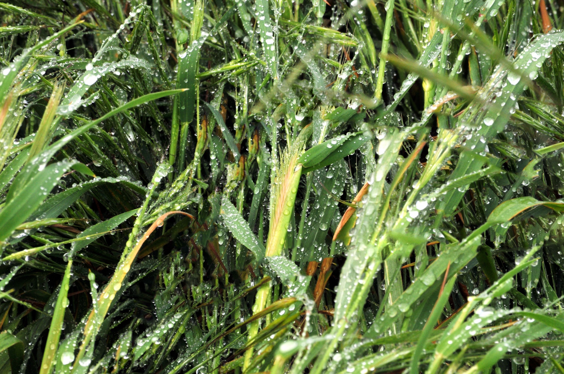 Dew Kissed Grass Background Free Stock Photo - Public Domain Pictures