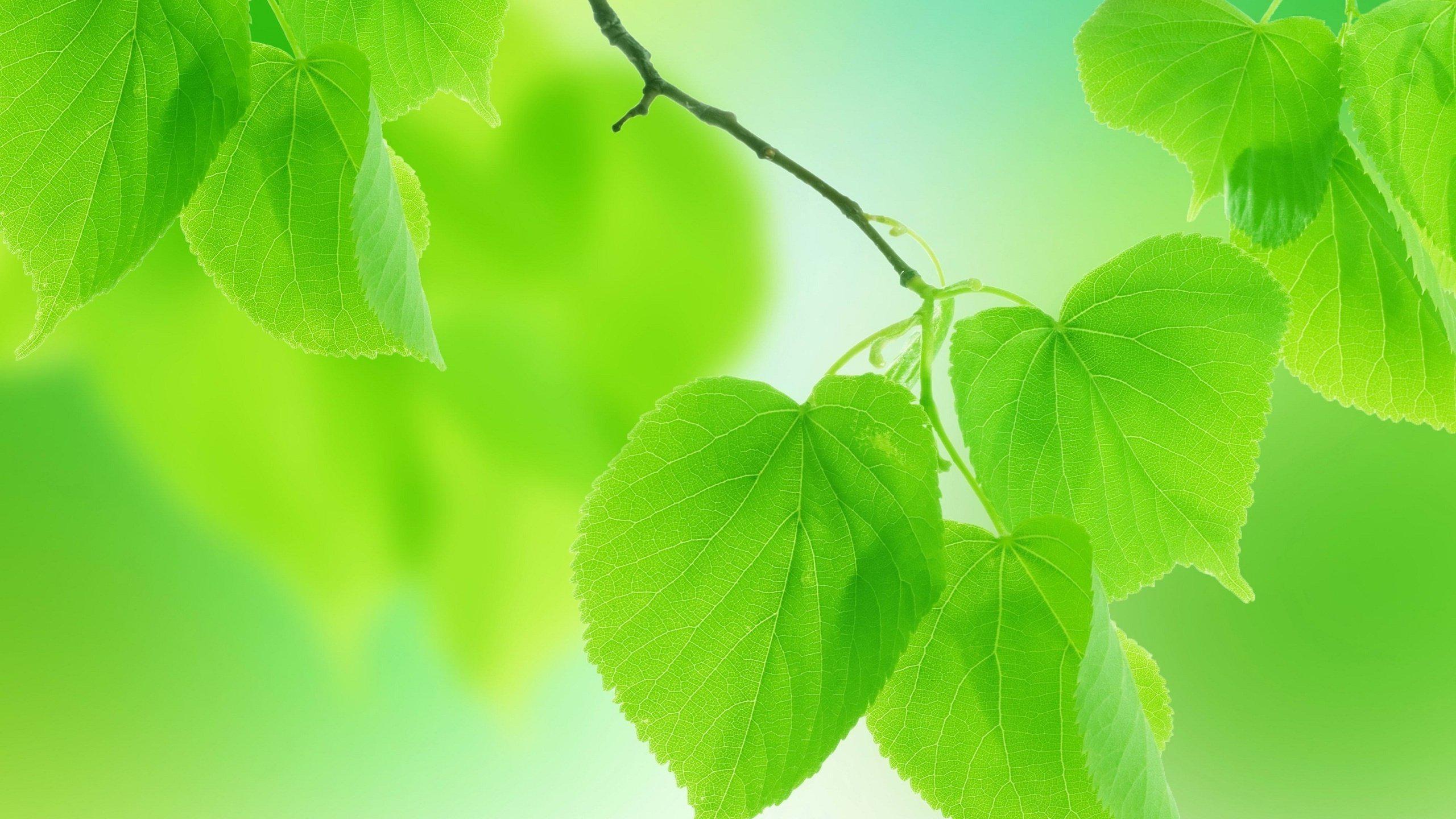 Leaves Green Nature Free Background HD desktop wallpaper : Widescreen