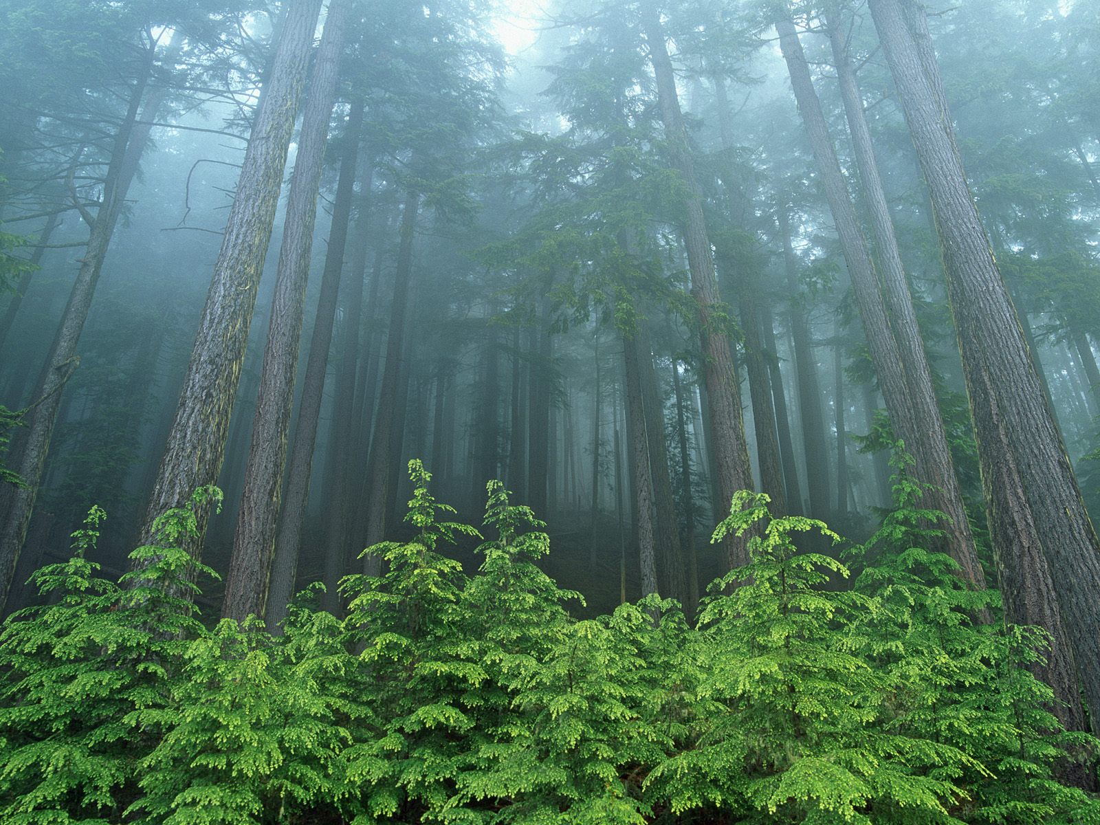 Evergreen Forest Olympic National Park Washington - Trees Woodland And