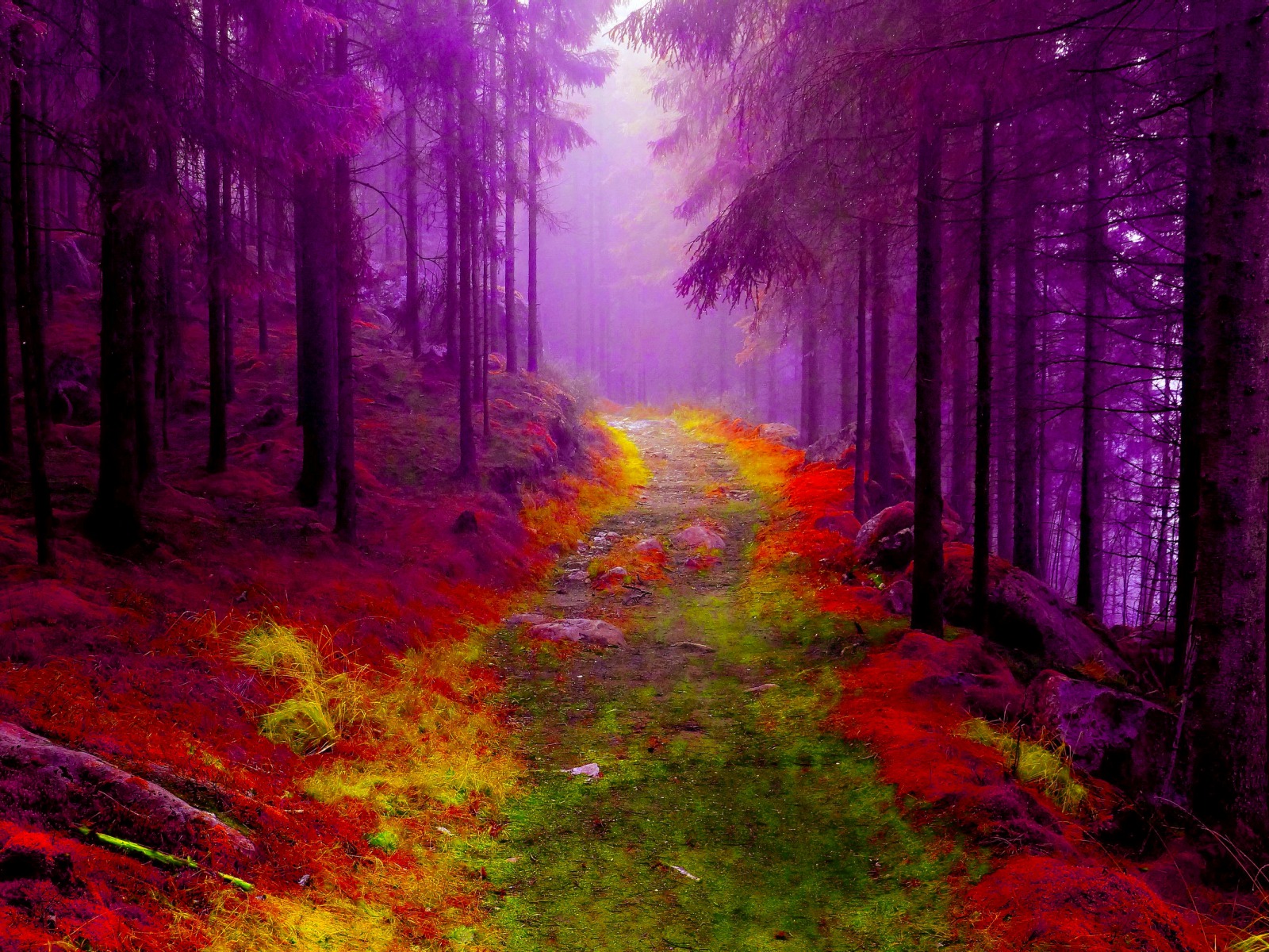 FAIRY FOREST Wallpaper and Background Image | 1600x1200 | ID:704967