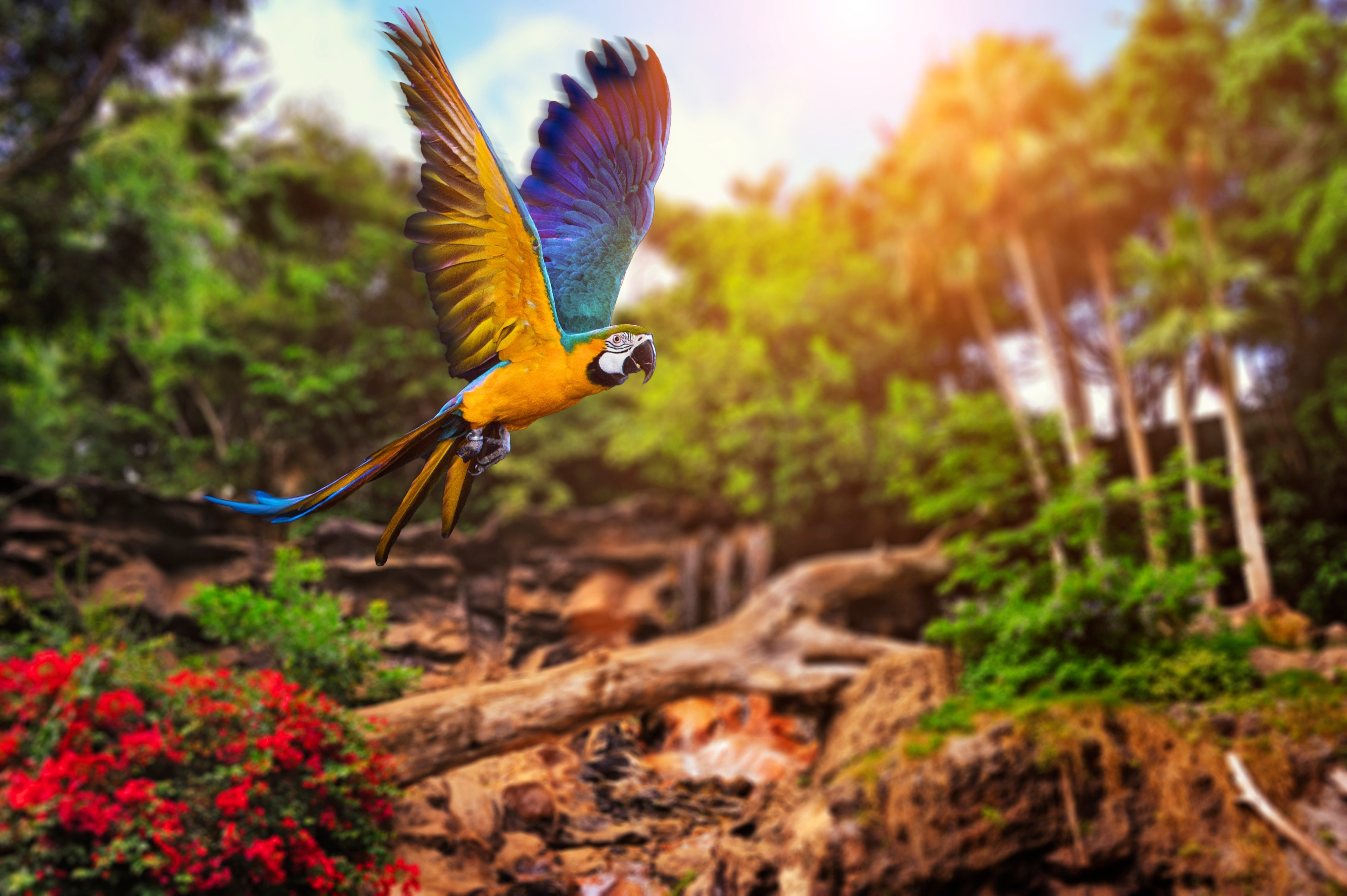 Birds, parrot, nature, forest wallpaper | animals | Wallpaper Better