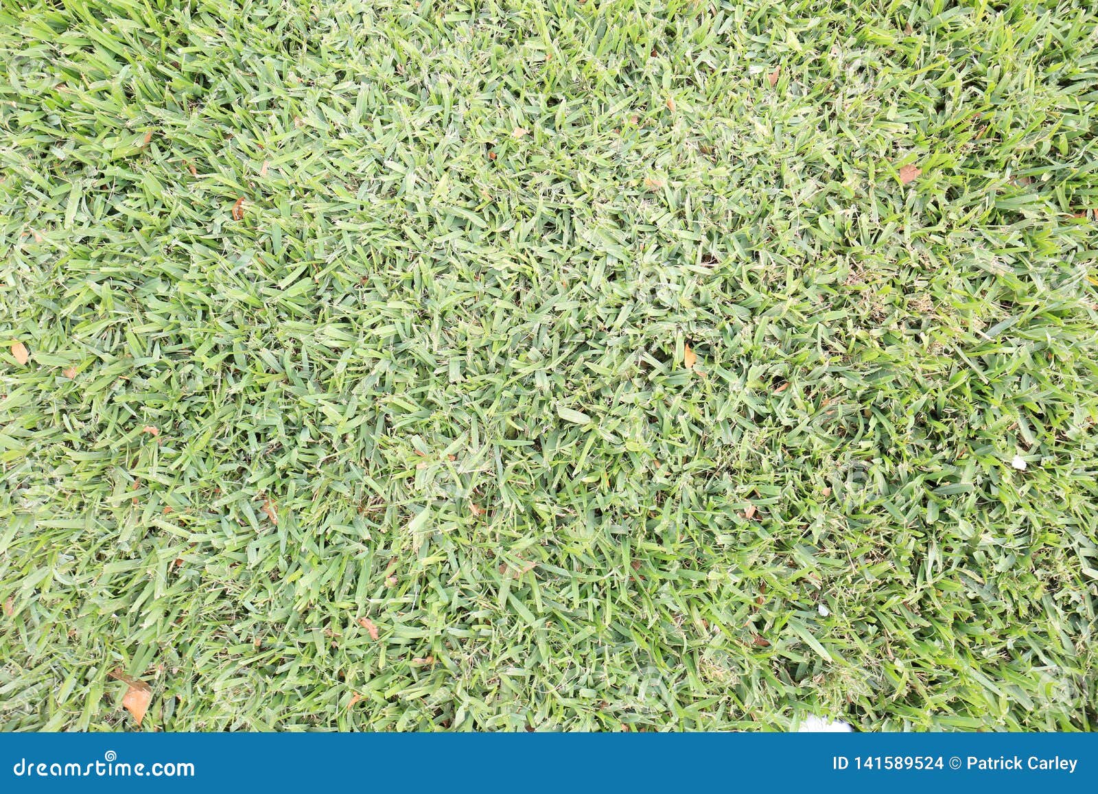 Wide Shot of Freshly Mowed Green Grass Lawn Background Stock Photo