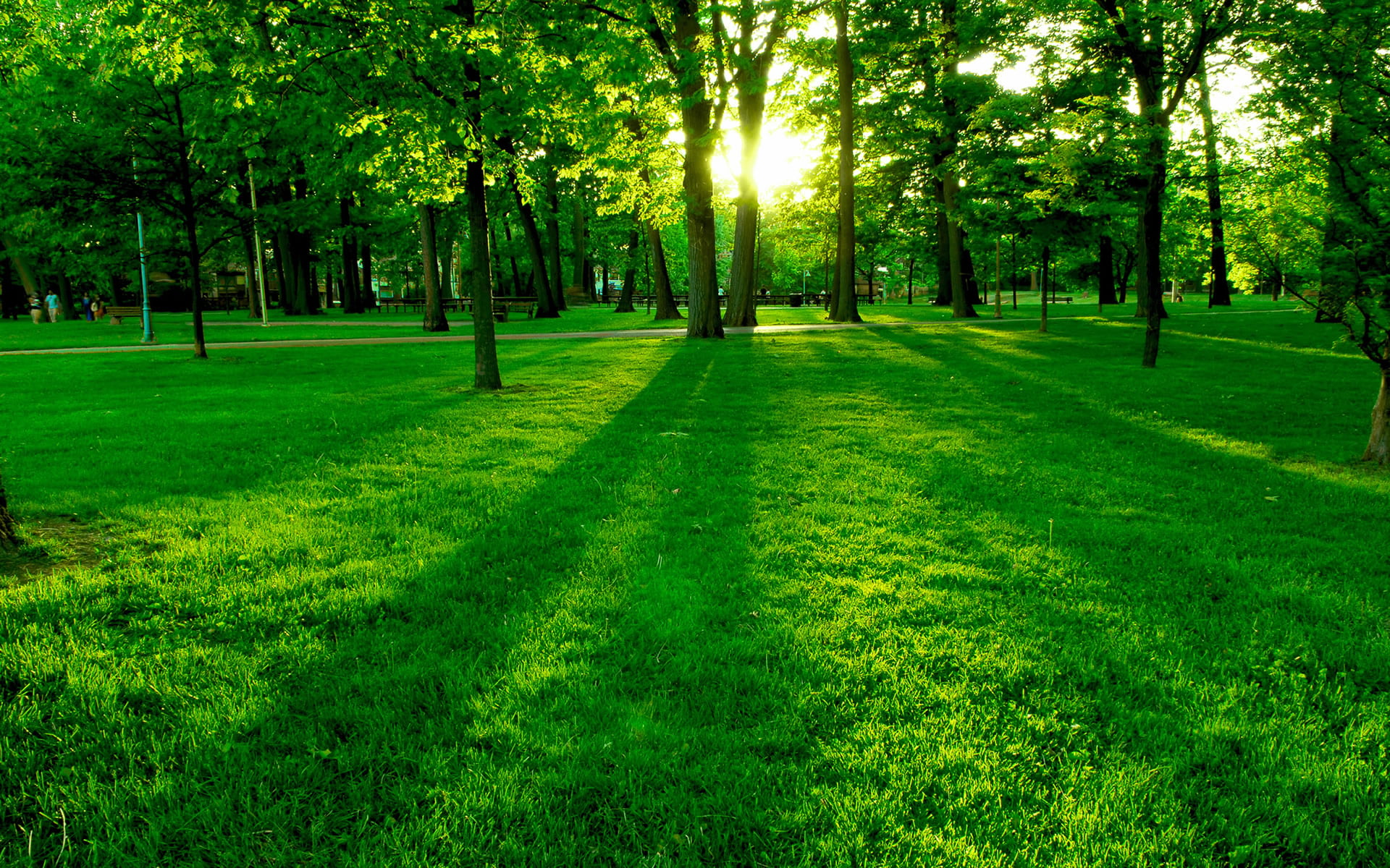Online crop | green forest and grass field under sunny sky HD wallpaper
