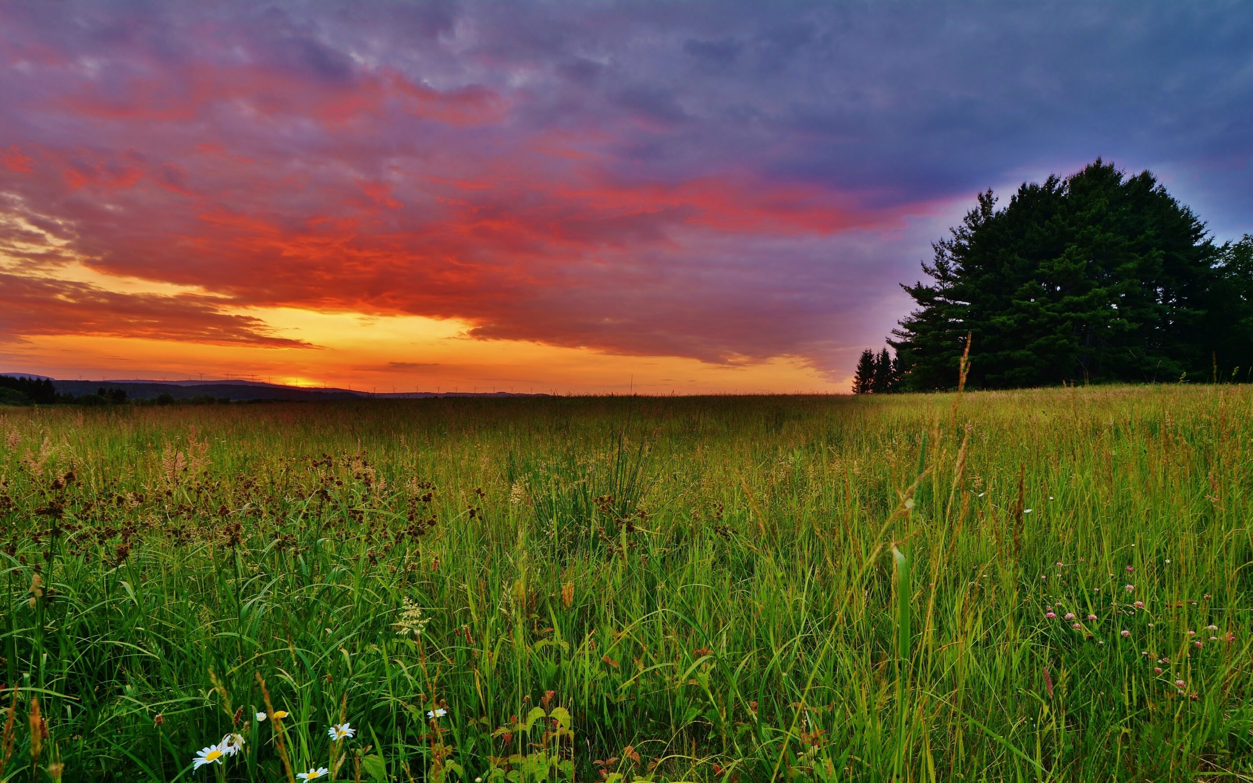 The sunset of grassland Mac Wallpaper Download | AllMacWallpaper