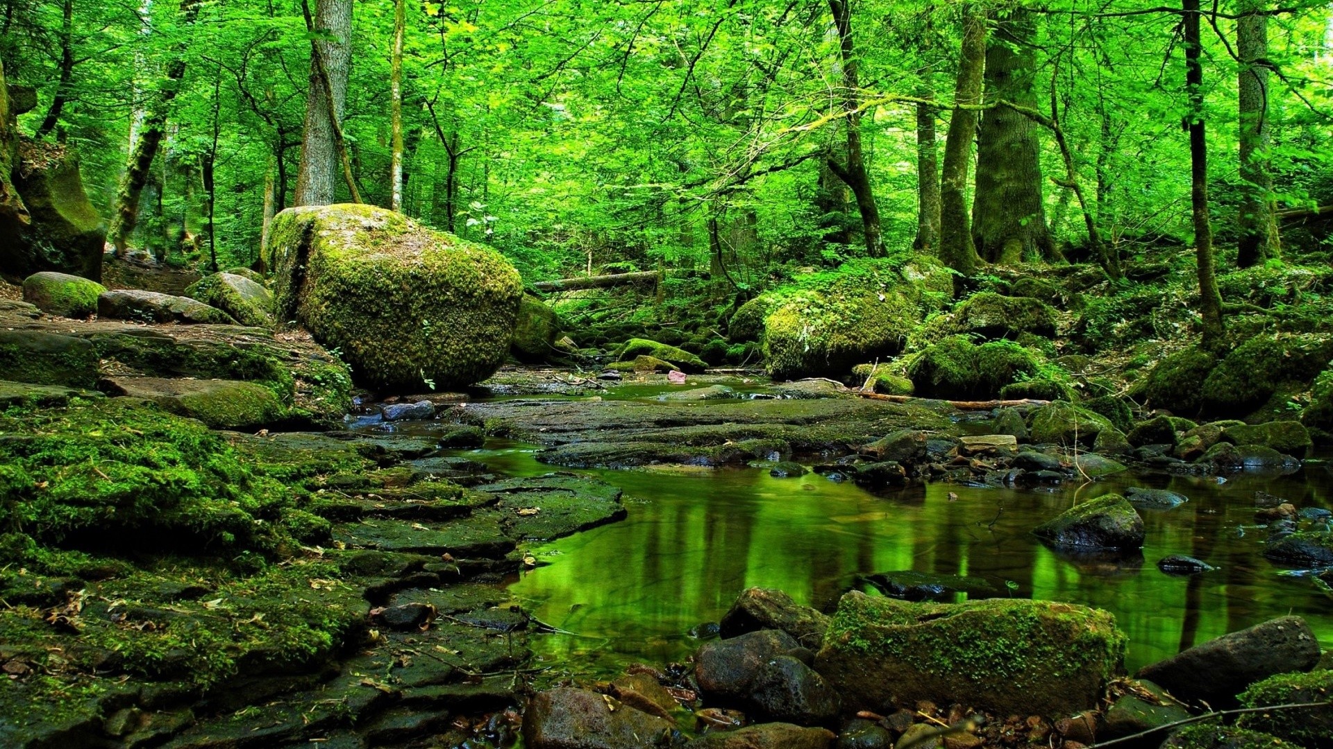 Green Forest Wallpaper (71+ images)