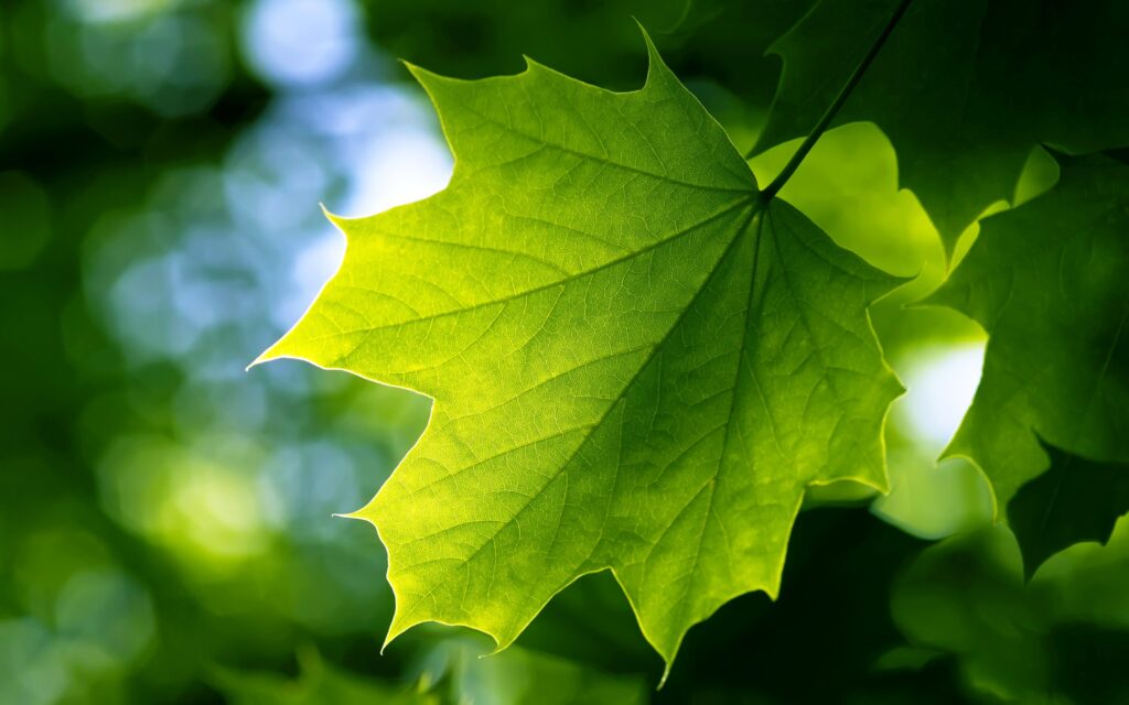 High Resolution Leaf Wallpaper Maxipx