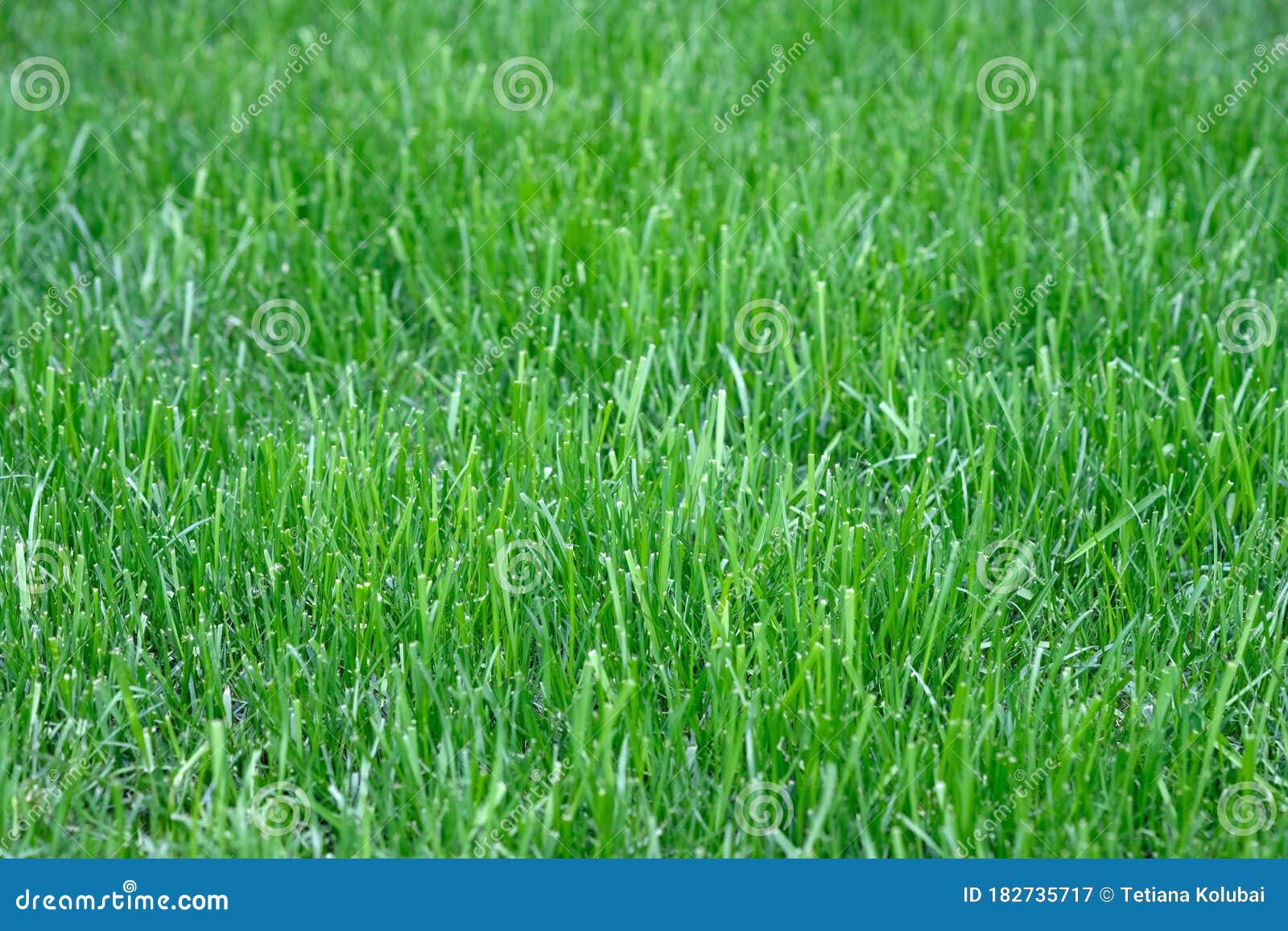 Lawn Grass Mowing Background. Stock Image - Image of lush, closeup