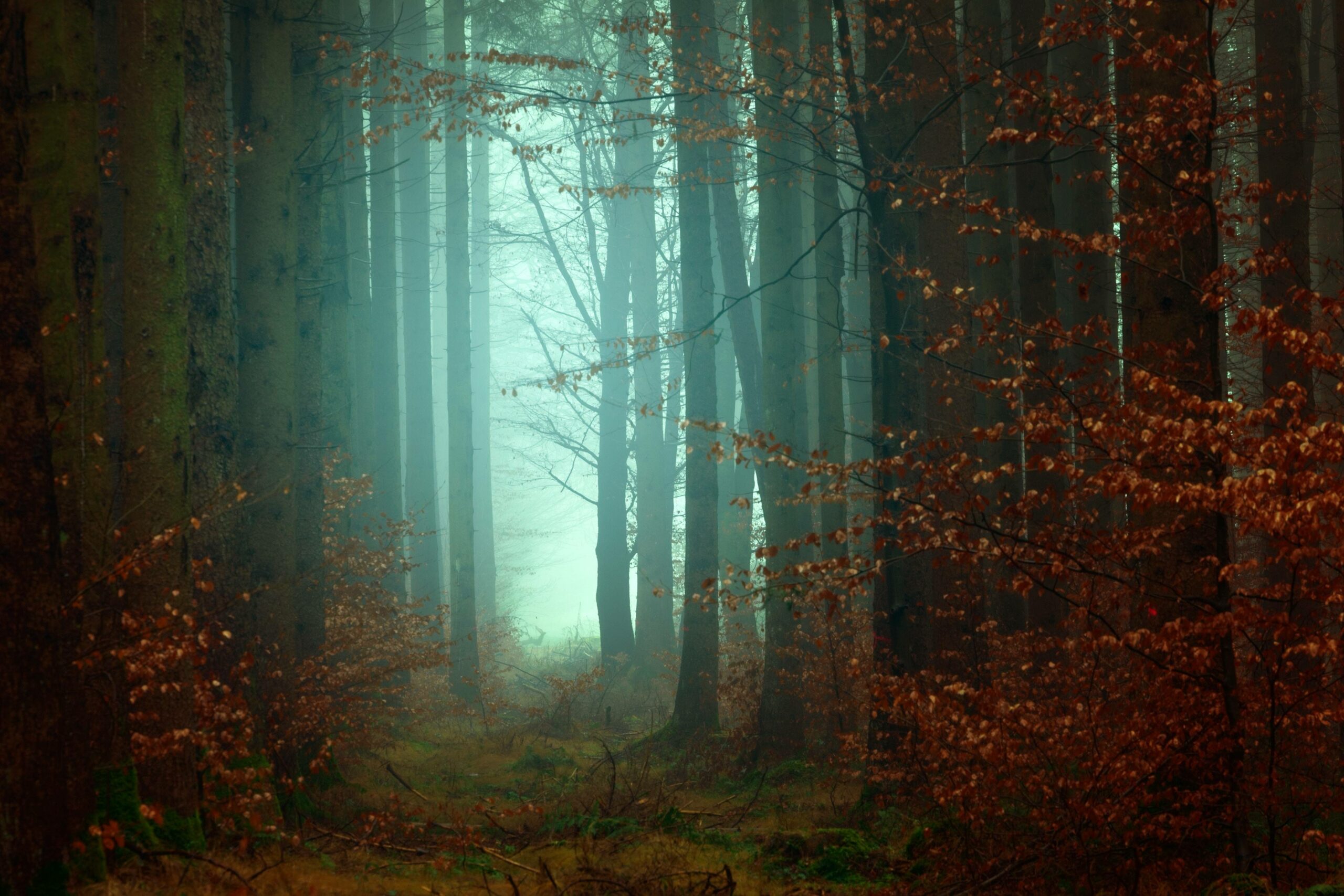 Mysterious Forest Wallpapers - Top Free Mysterious Forest Backgrounds