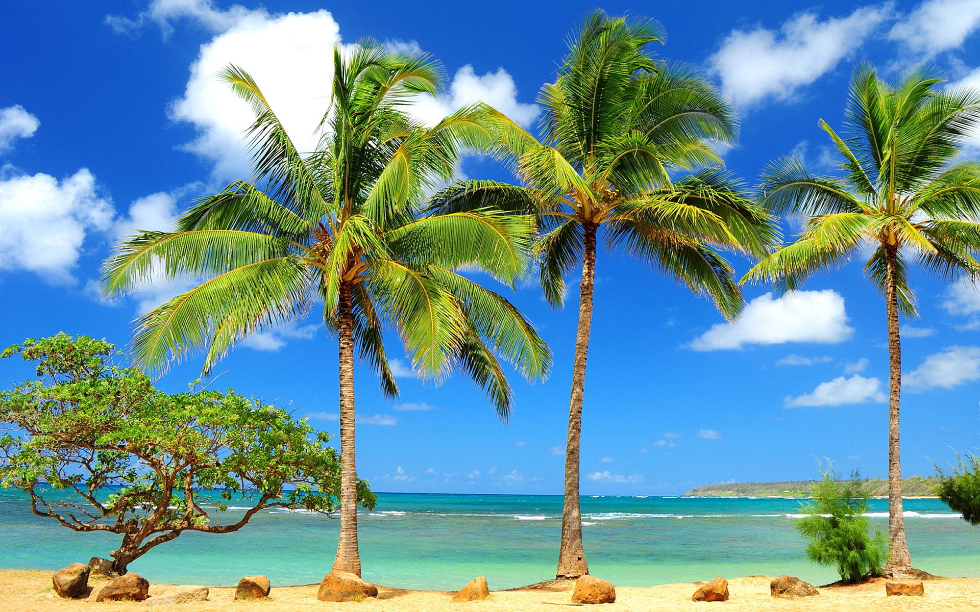 Palm Tree Backgrounds | PixelsTalk.Net