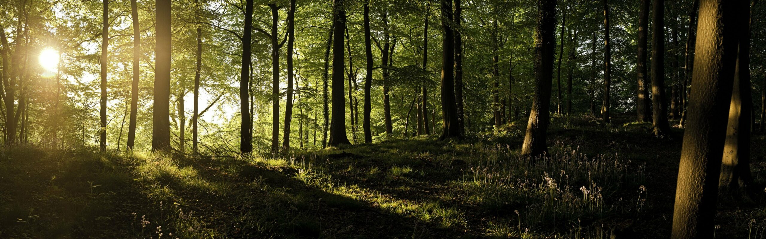 Trees England forests sunlight United Kingdom panorama wallpaper