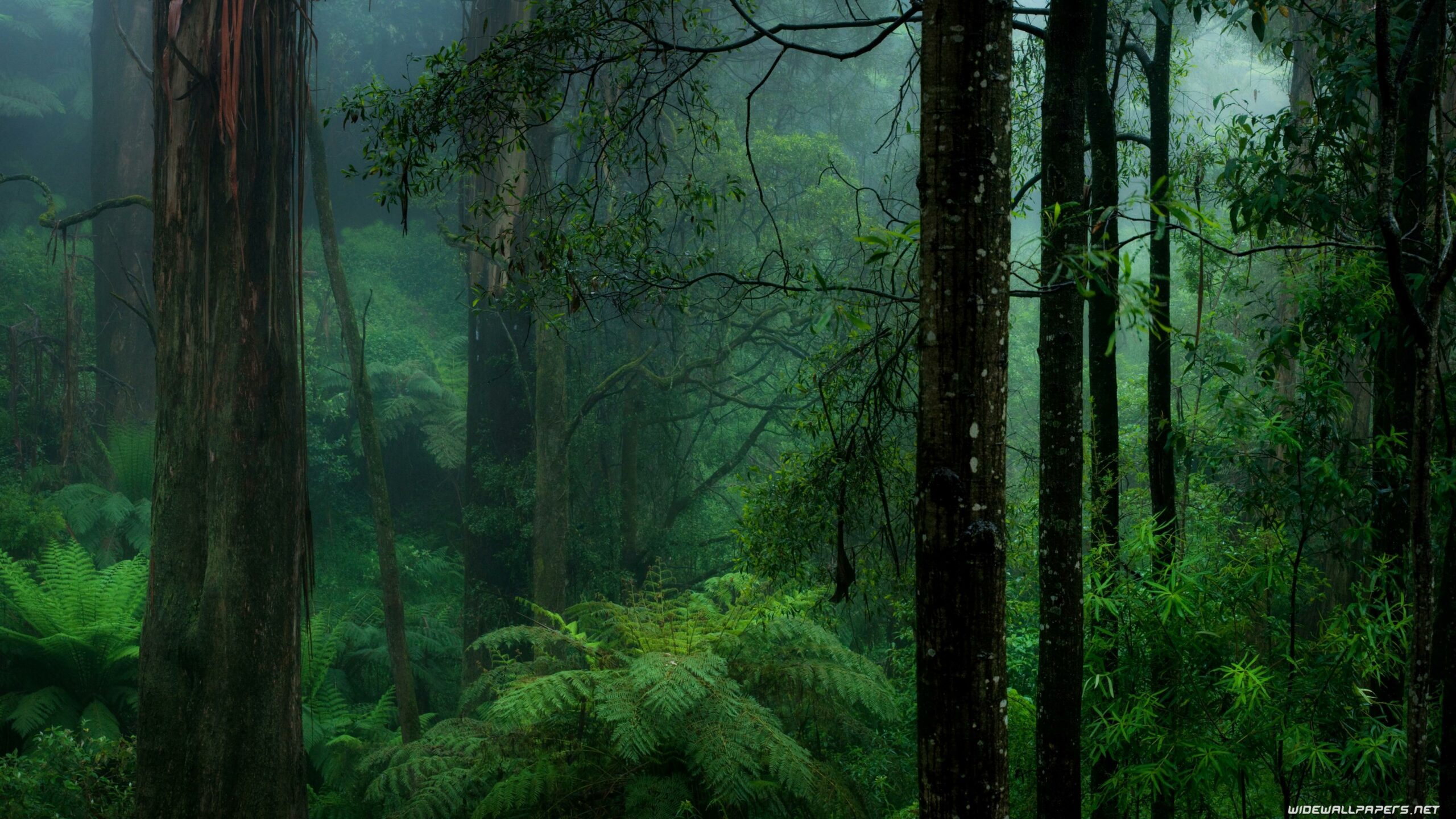 Raining Forest Wallpapers - Top Free Raining Forest Backgrounds
