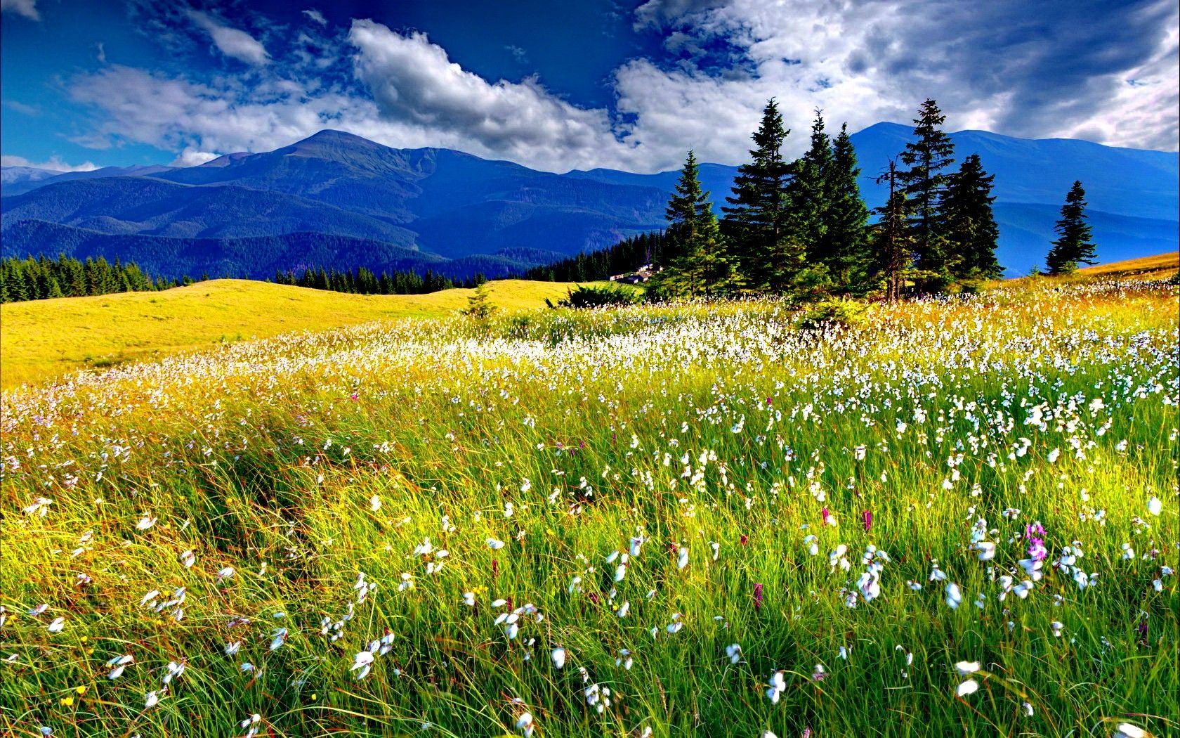 Spring Meadows Wallpapers - Wallpaper Cave