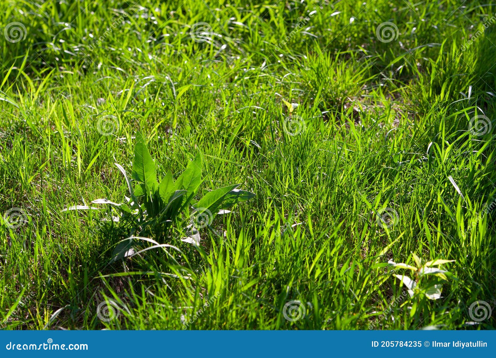 Grass Texture. Sun-drenched Green Grass. Spring Herbs Stock Image