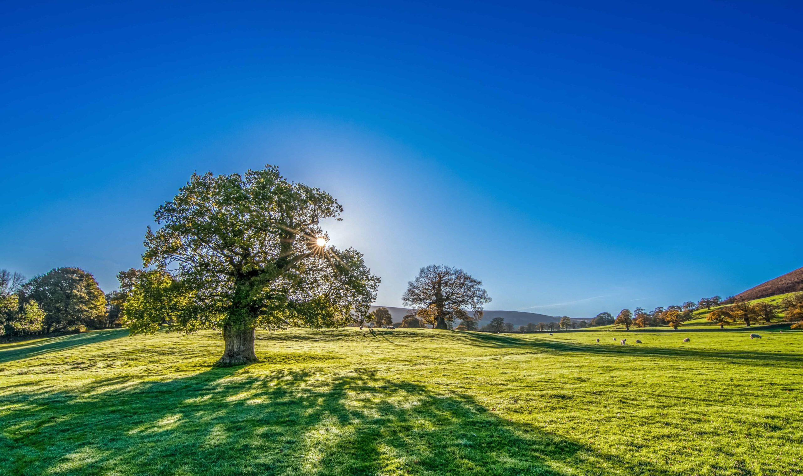 Free picture: blue sky, tree, countryside, summer, hill, grass
