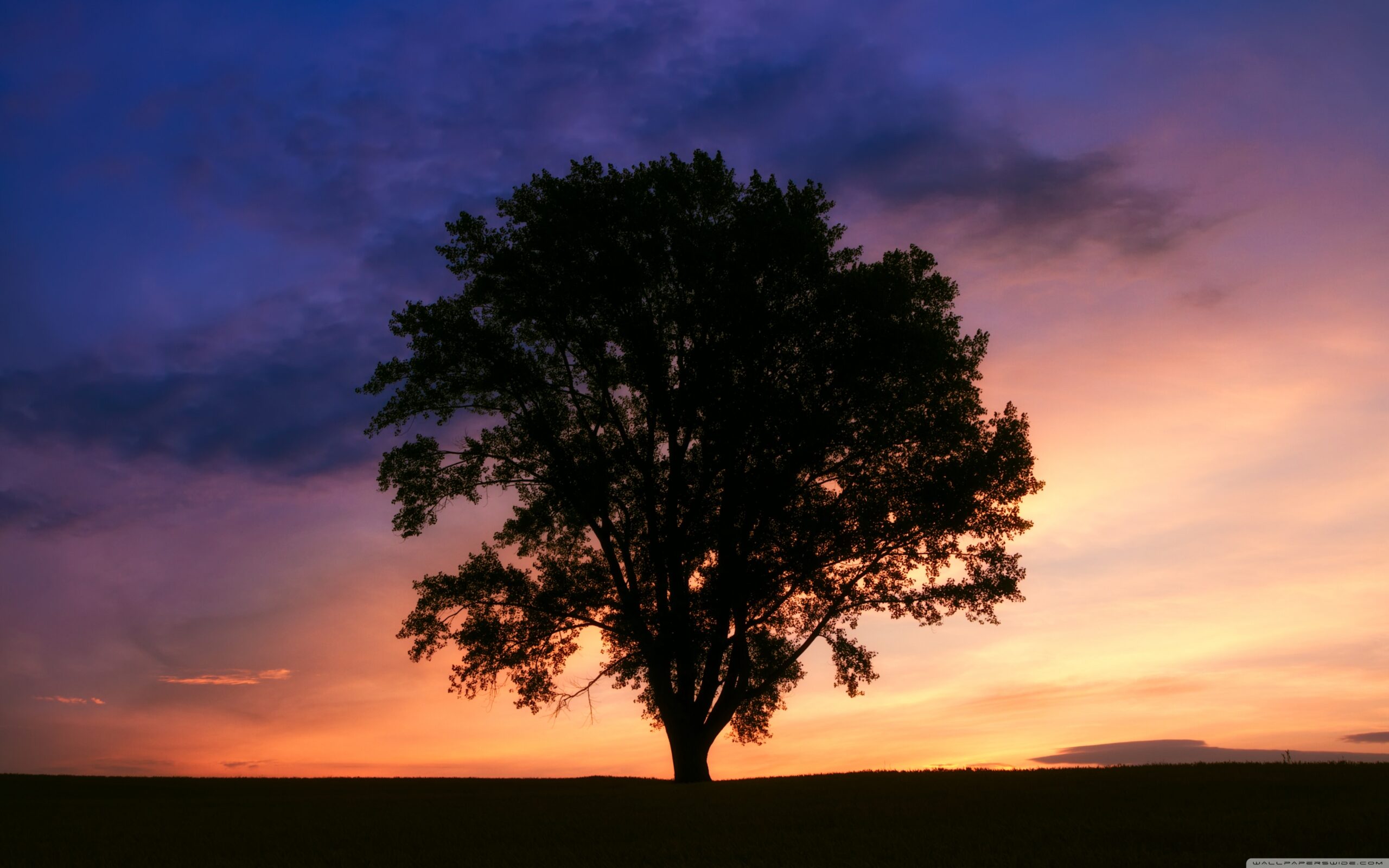 Tree Silhouette Wallpapers - Wallpaper Cave
