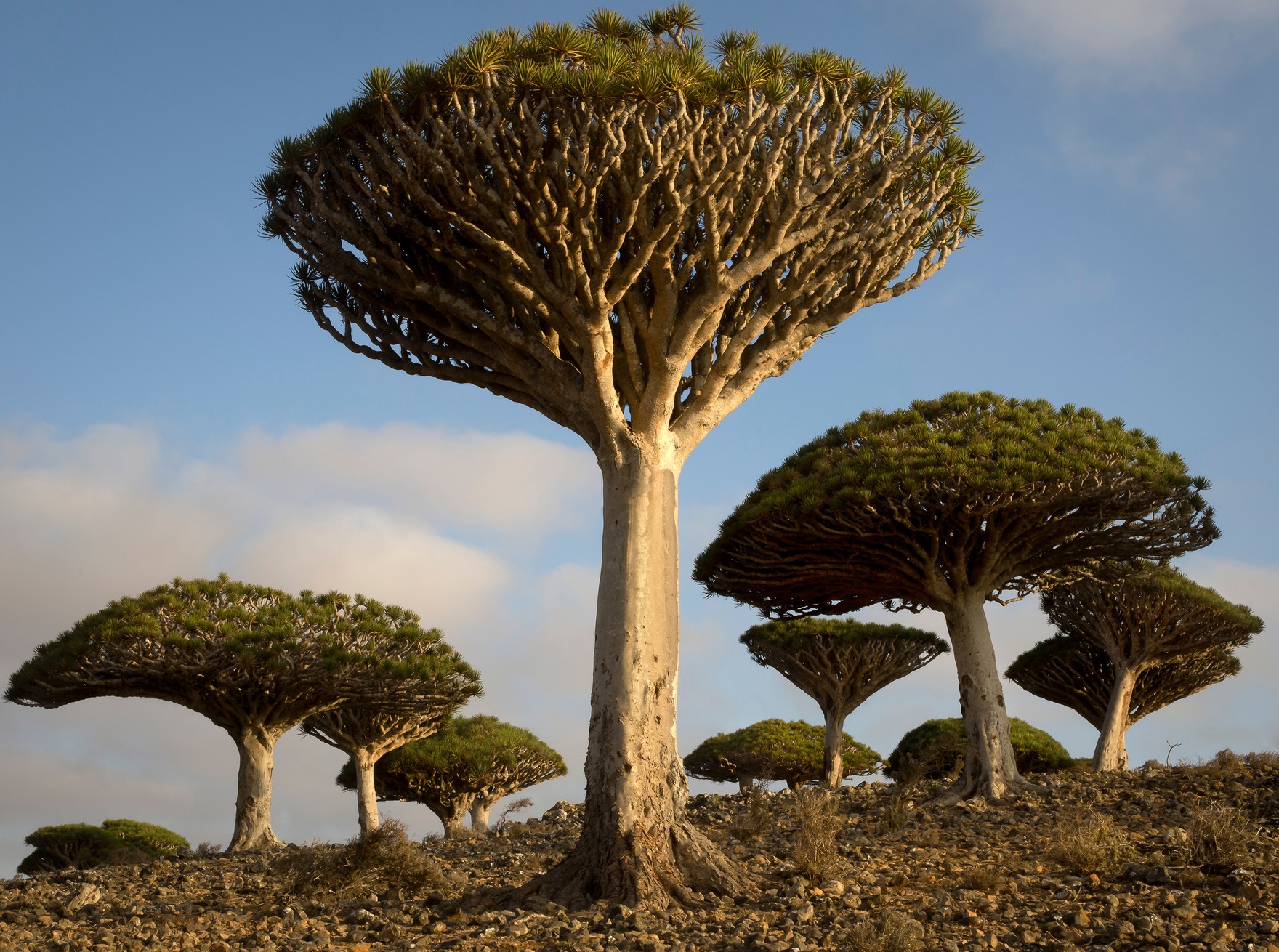 9 of the World's Most Unique, Iconic and Unusual Trees | Wanderlust