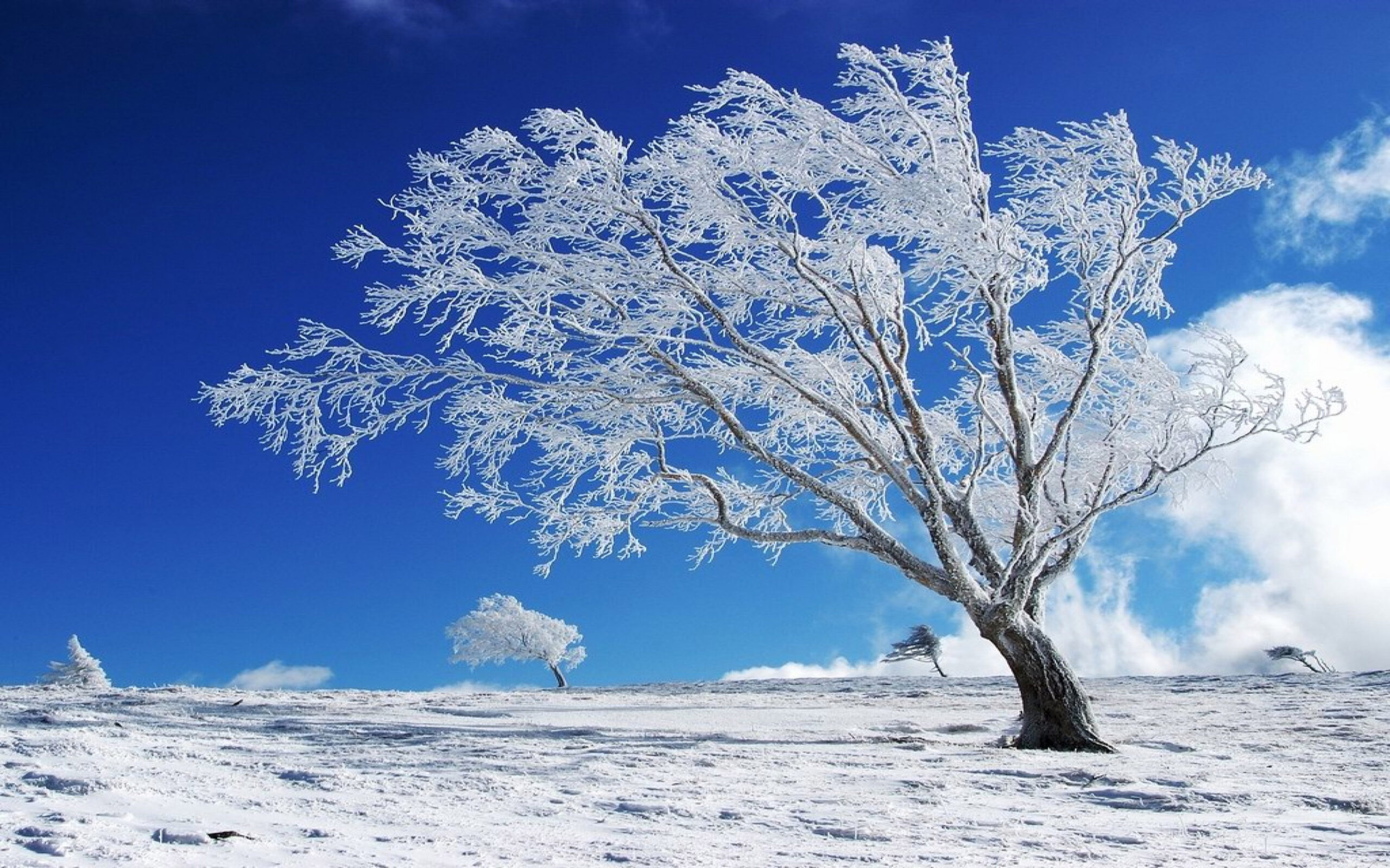 Beautiful Background Winter, Snow, Tree Hd Wallpaper : Wallpapers13.com